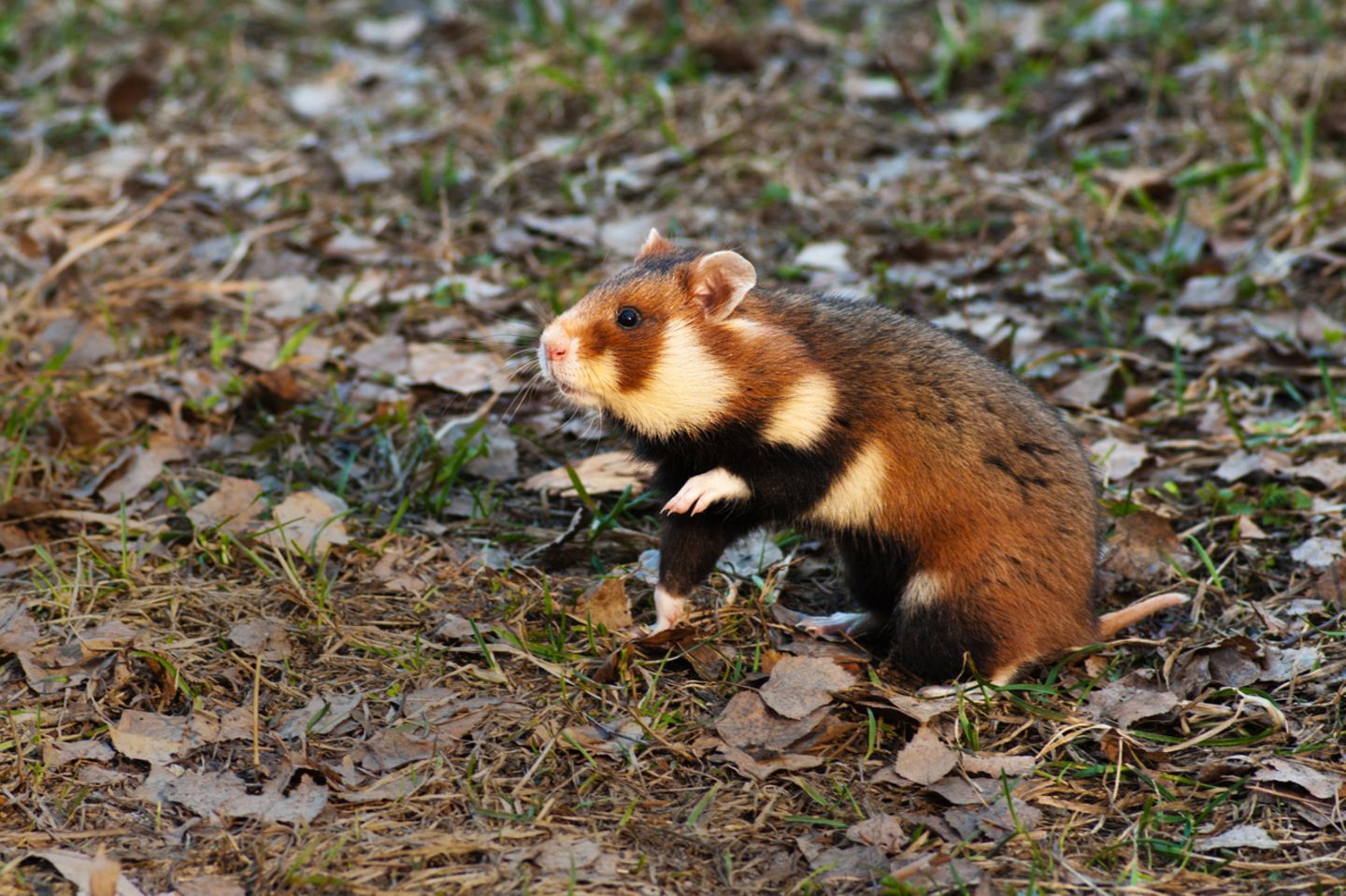 Der Tierwelt Deutschlands: Tiere, die es nur hier gibt